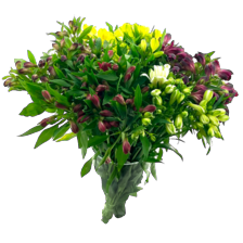 Alstroemeria
